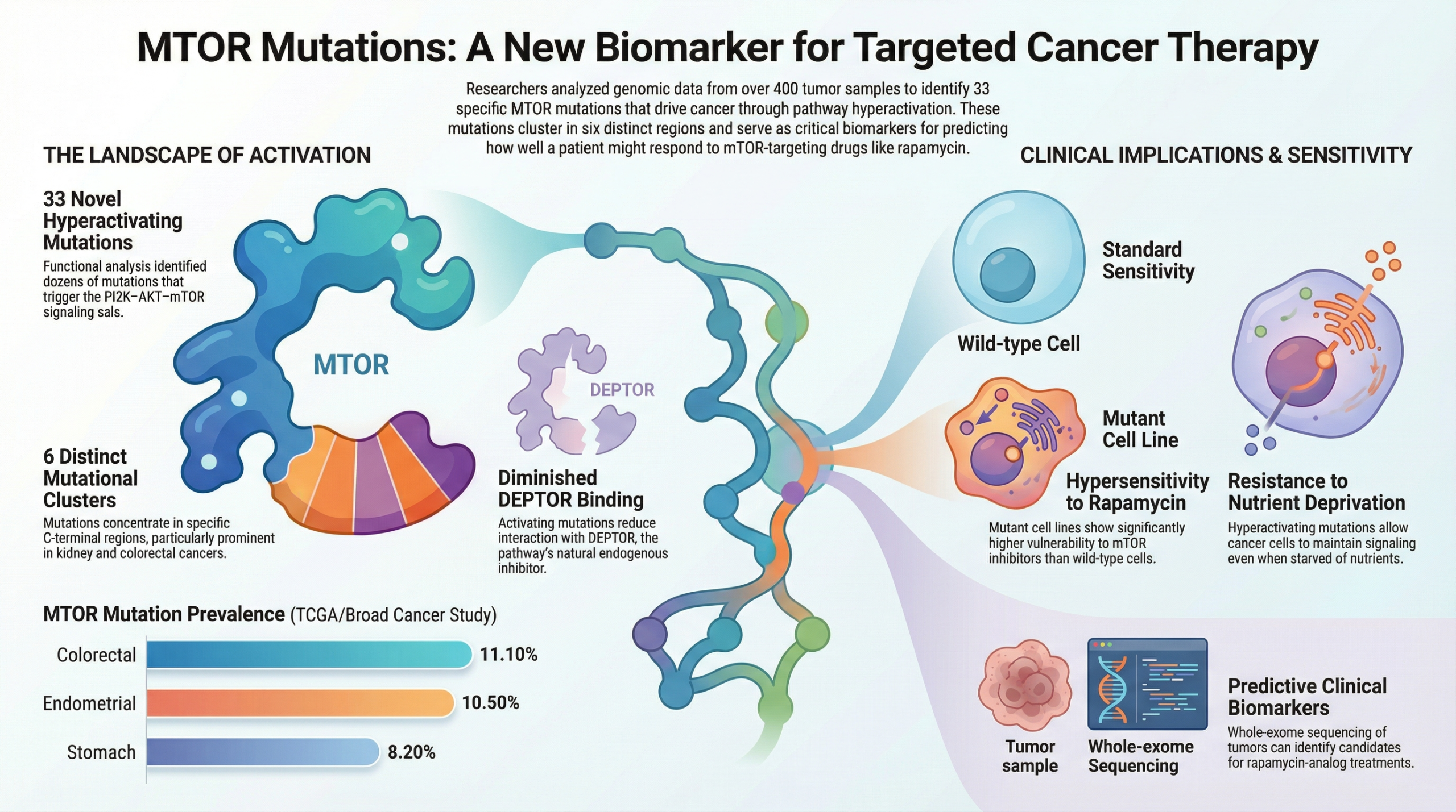 Rapamycin's impact on Tumor Growth